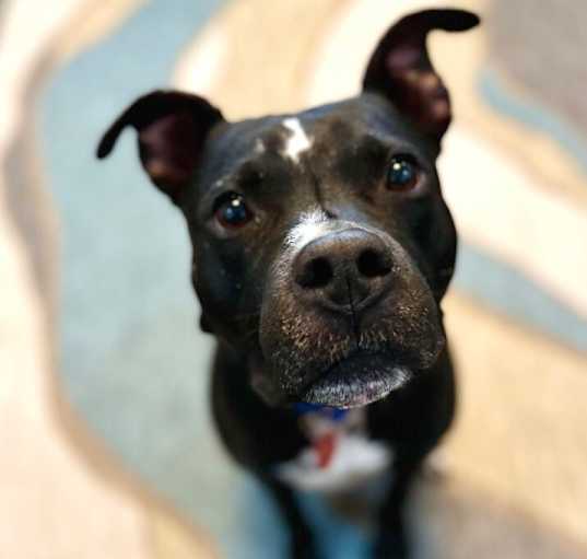 Photo of Banjo Riddle Sweet Eyes silly ears