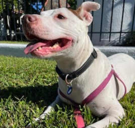 Photo of Ivy IN FOSTER