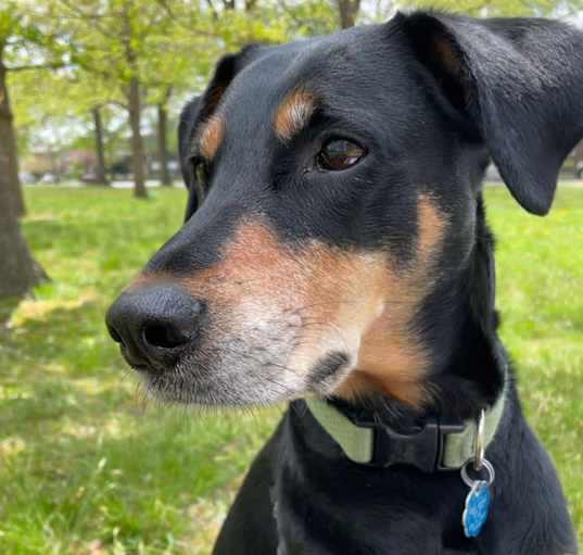 Photo of Archie