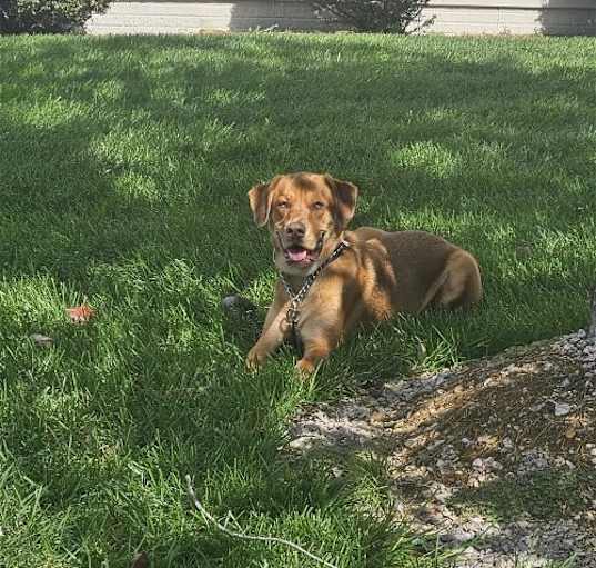 Photo of TYSON (COURTESY POST)
