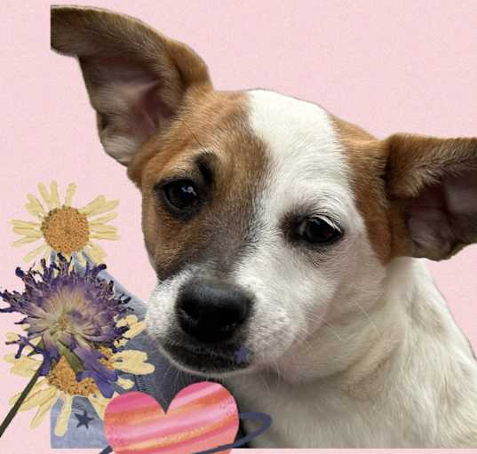 Photo of Blanca