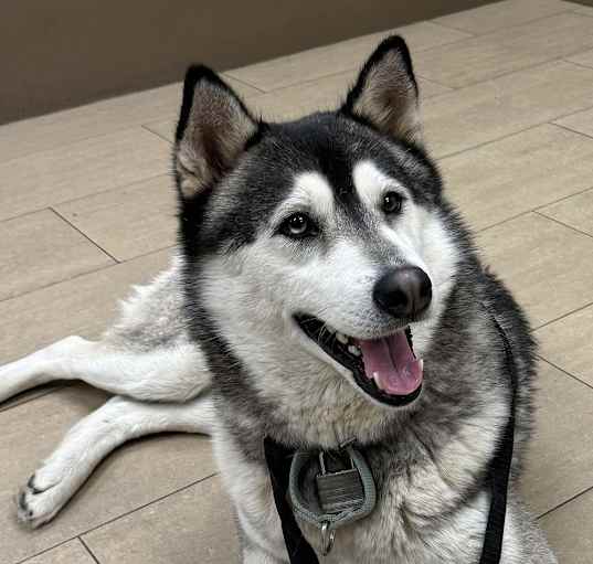 Photo of Ace - sweet Husky boy