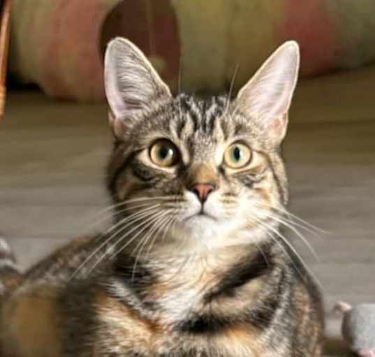Photo of Frostine