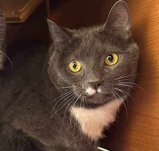 Photo of Stache