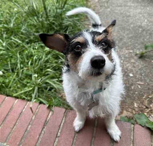 Photo of Buster - JRT