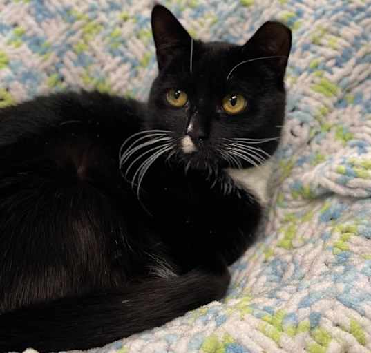 Photo of Onyx