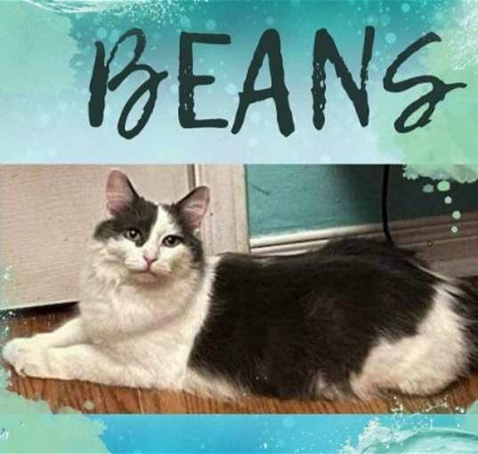 Photo of Beans