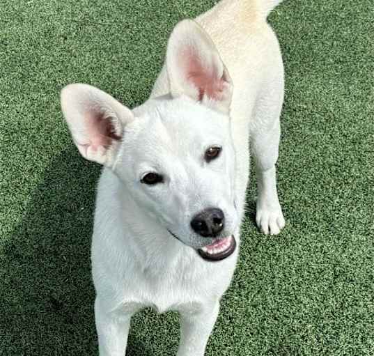 Photo of Sugar