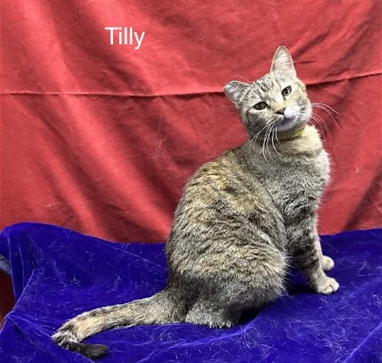 Photo of Tilly: Petco Klamath Falls