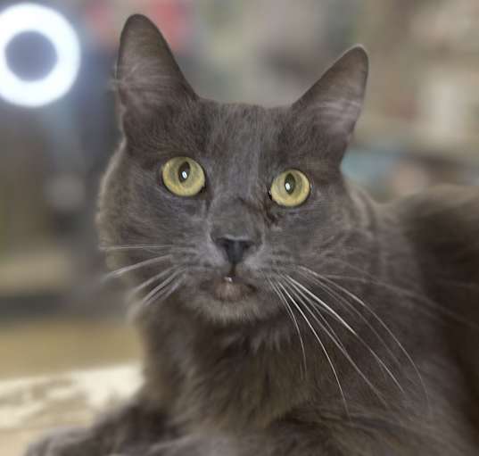 Photo of Taz