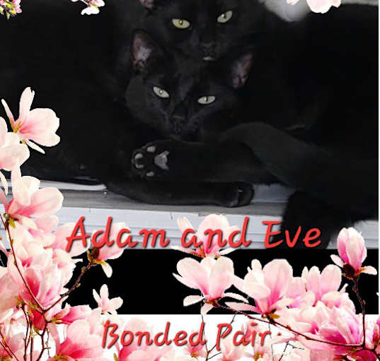 Photo of Adam