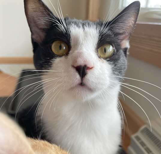 Photo of Pippin