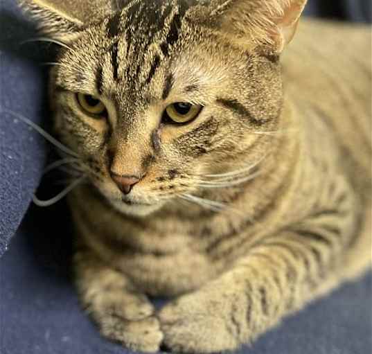 Photo of Mufasa