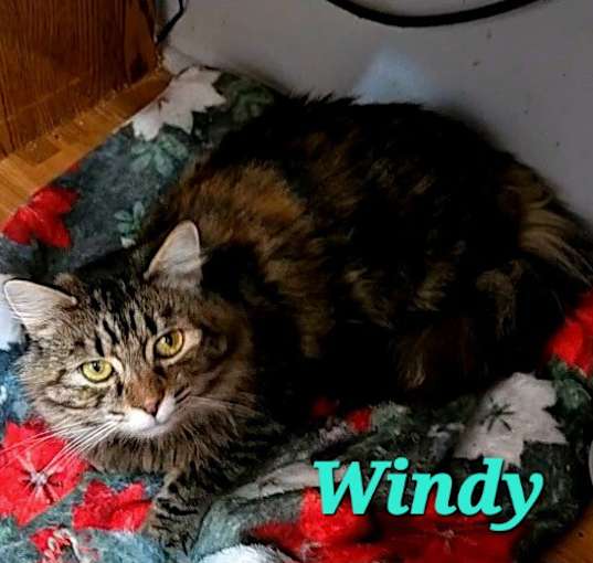 Photo of Windy