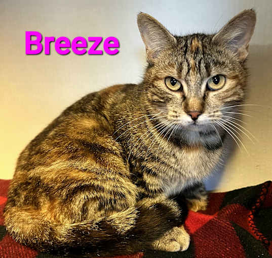 Photo of Breeze