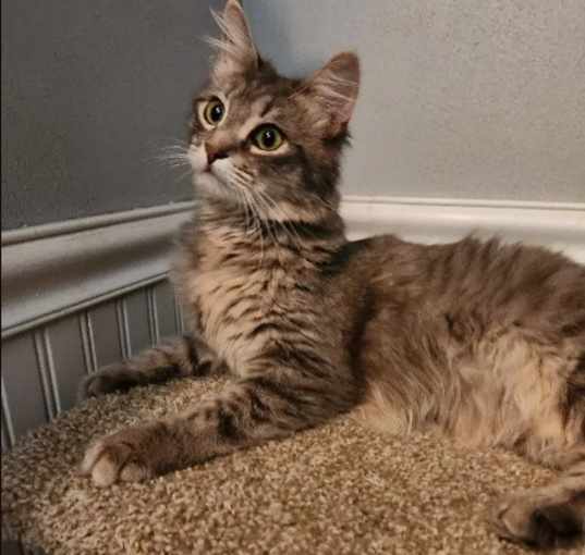 Photo of Oakley (OUT ON TRIAL!)
