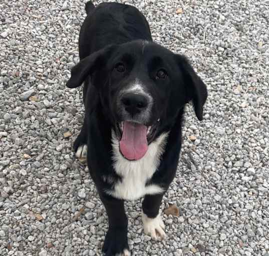 Photo of Archie