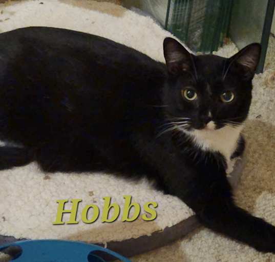 Photo of Hobbs