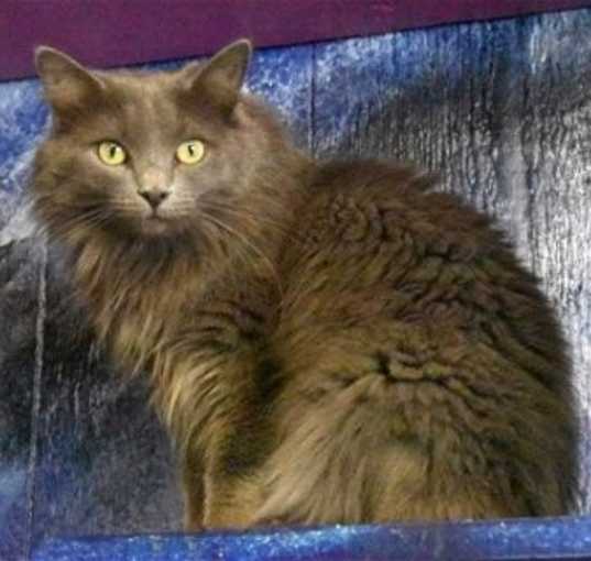 Photo of Dutchess