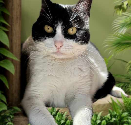 Photo of Sweetie