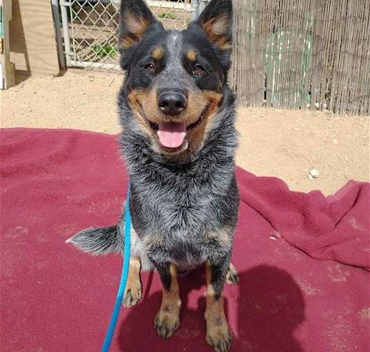 Photo of Ranger-ADOPTED 1/18/25