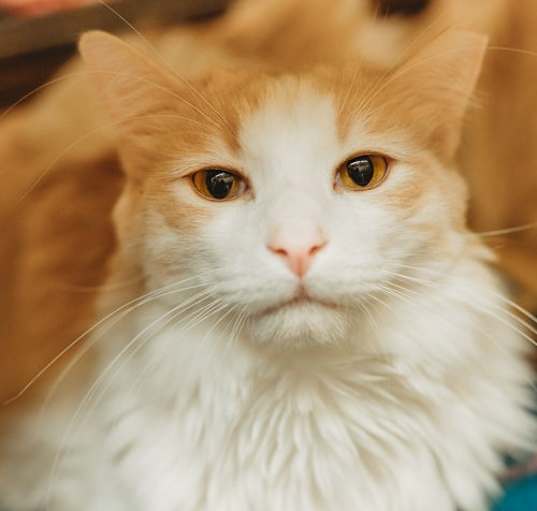 Photo of Whiskey