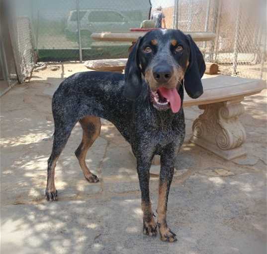 Photo of Belle & her blue ball in mouth!