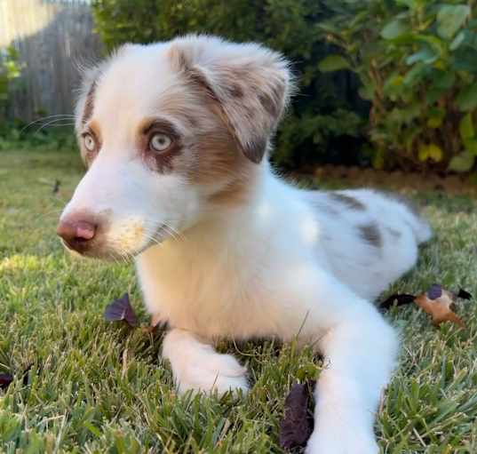 Photo of Leia
