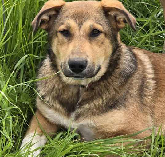 Photo of Bandit