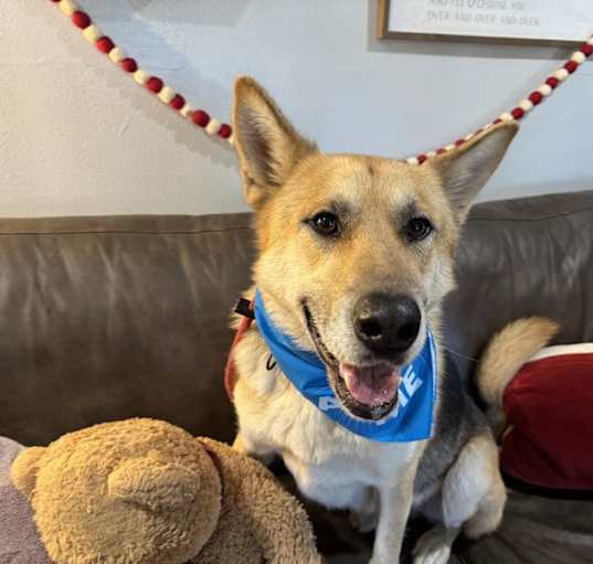 Photo of Randy Perfect Family Dog + Goodest Boy