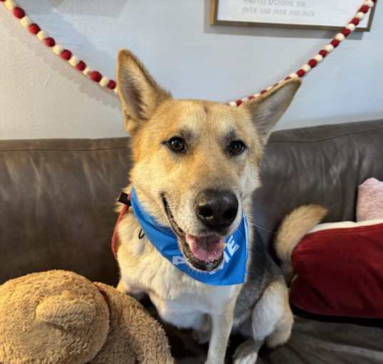 Photo of Randy Perfect Family Dog + Goodest Boy