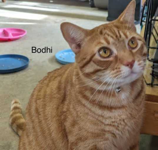 Photo of Bodhi