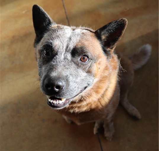 Photo of Blu (long term resident)