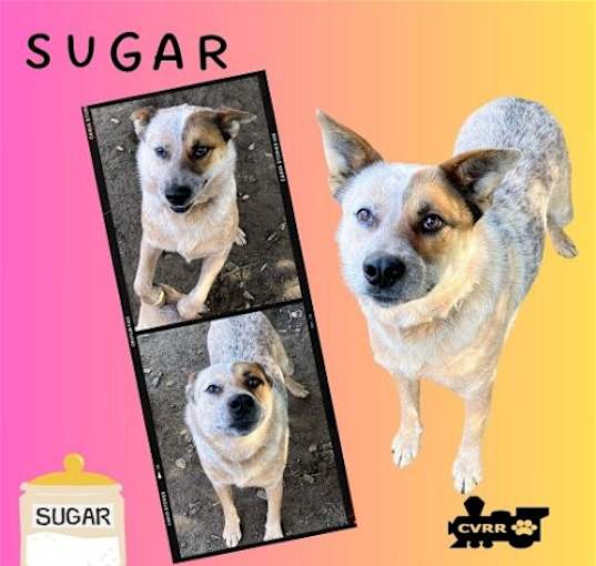 Photo of Sugar