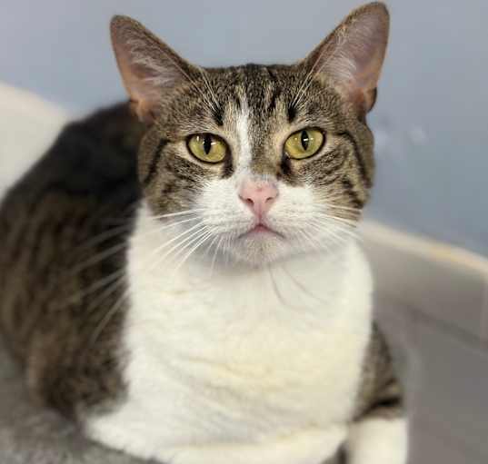 Photo of Tabulous