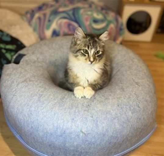 Photo of BENJI