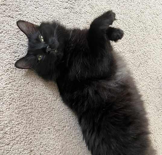 Photo of Loki