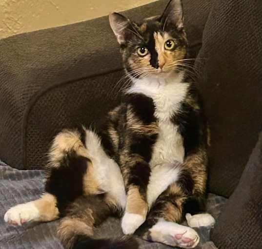 Photo of Peaches