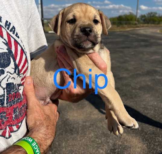 Photo of Chip - (Gracie's pup#1)