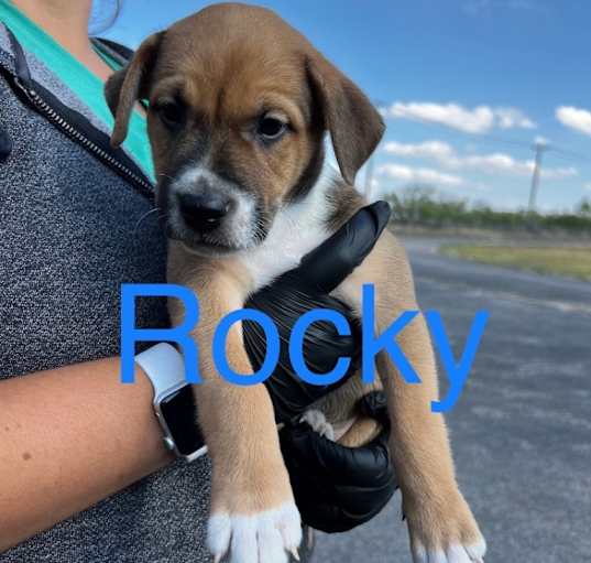 Photo of Rocky - (Gracie's pup #4)