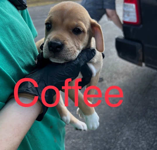 Photo of Coffee - (Gracie's pup #6)