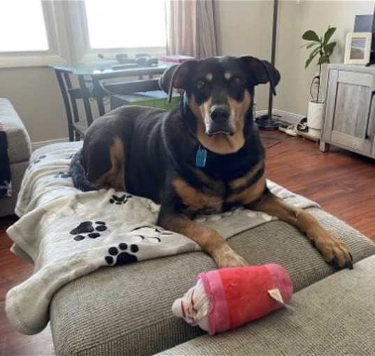 Photo of RUSTY (BONDED w/TANK)(COURTESY POST)