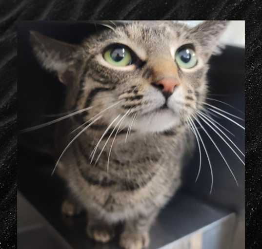 Photo of Bastet