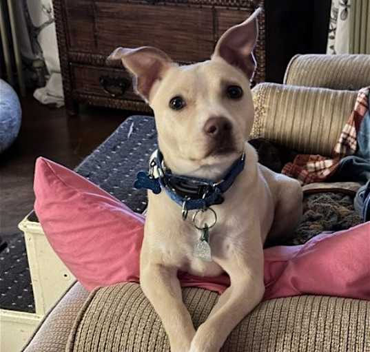Photo of Ace