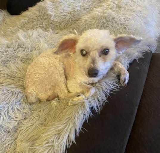 Photo of Bandit