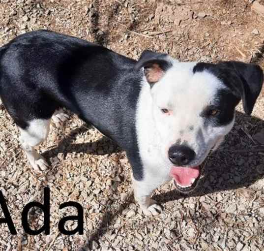 Photo of Ada