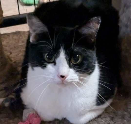 Photo of Domino