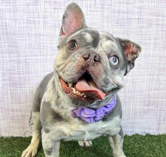 Photo of Mabel