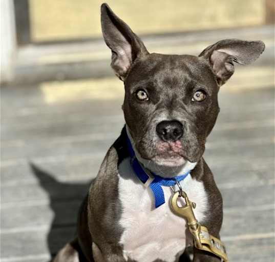 Photo of Porter