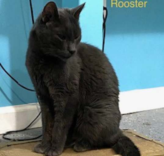 Photo of Rooster (FIV+)